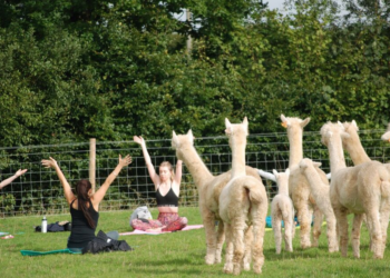 Facebook | Rosebud Alpacas
