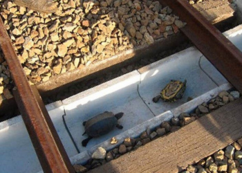 Image of turtles in a pen (Reddit | OGSOURAV)