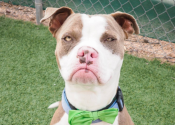 Heather Haltmeyer via Facebook | Maricopa County Animal Care & Control
