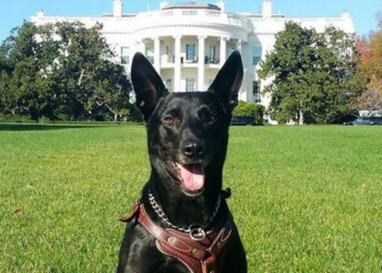 Facebook | K9 Hurricane