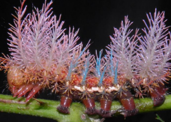 breedingbutterflies.com