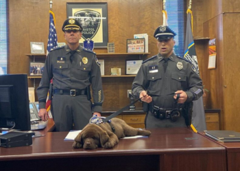 Instagram | @bpdk9brody
