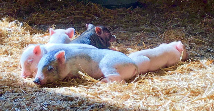 Facebook | Cotton Branch Farm Sanctuary