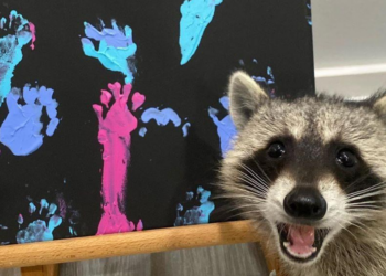 Instagram | @titotheraccoon