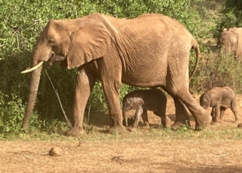 Facebook | Save the Elephants