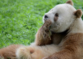 Wikimedia Commons | https://upload.wikimedia.org/wikipedia/commons/0/01/Quinlingpandabearr.jpg