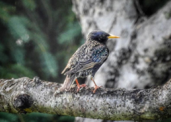 Instagram | @frederickbelin.photo
