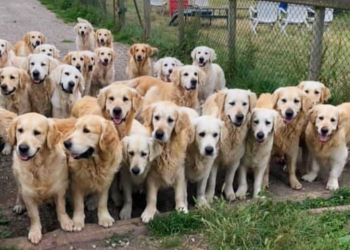 Instagram | @thegoldenretrieverexperience