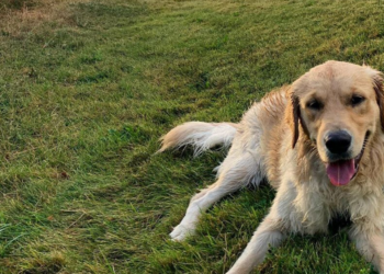 Instagram | @leny_the_retriever