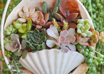 Instagram | @charmingsucculents