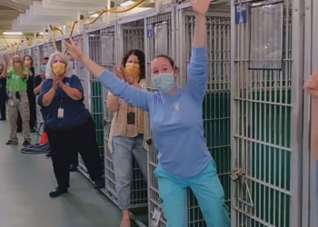 Facebook | Friends of Palm Beach County Animal Care and Control