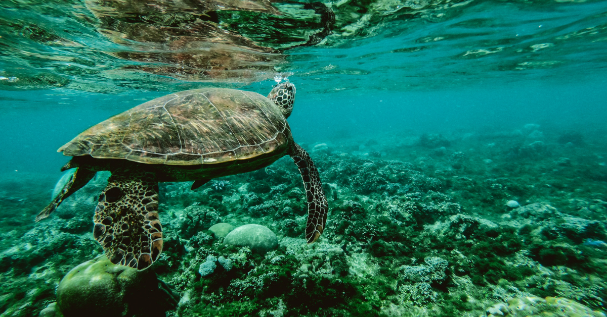 Woman Arrested For Allegedly Stomping On An Endangered Sea Turtle’s ...