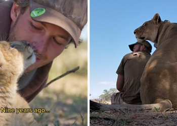 TikTok | @sirgathelioness
