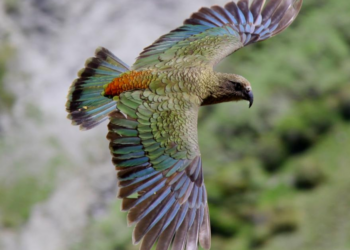 Mark Fraser via New Zealand Birds Online