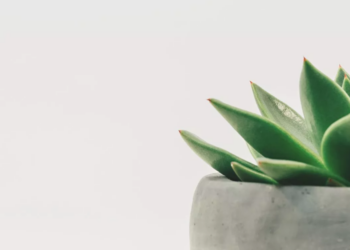 Unsplash