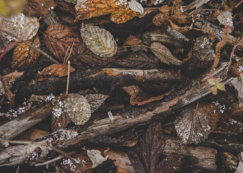 Unsplash