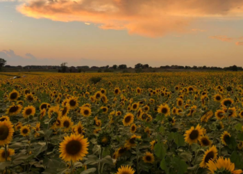 Facebook | Thompson Valley Farm