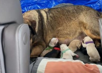 Facebook | Hill County SPCA