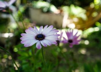 Unsplash | Olivier Piau