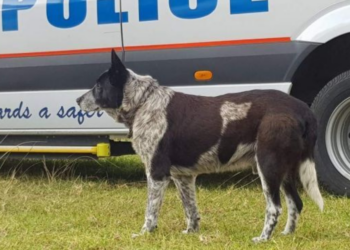 Twitter | @QldPolice