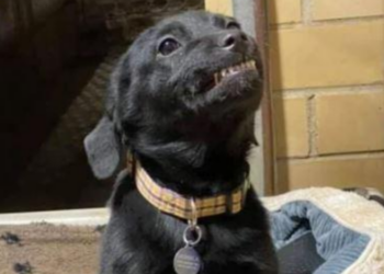 Facebook | Humane Society of Northwest Louisiana