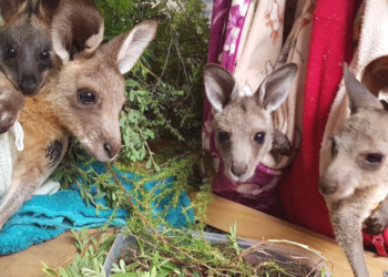 Facebook | Animal Rescue Collective Craft Guild