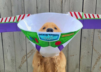 Instagram | @goldenfinnanigans
