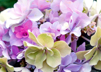Spring Hill Nurseries