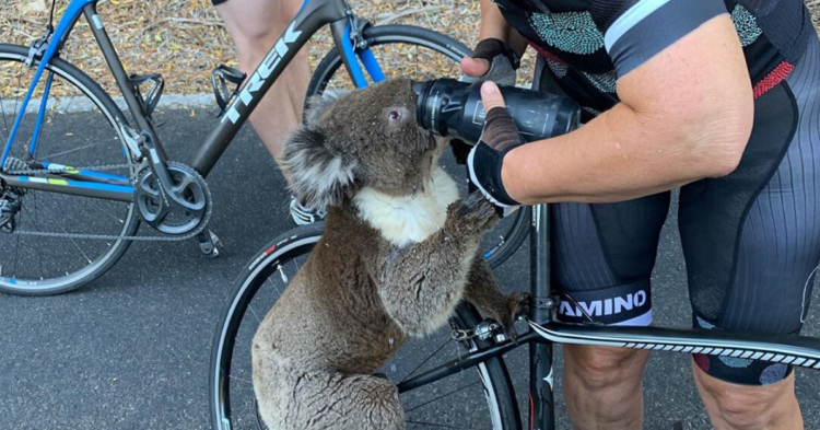 Instagram | @bikebug2019