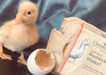 TikTok | @themorrisonsduck