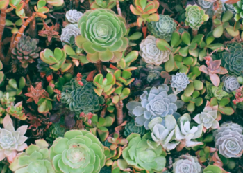 Unsplash