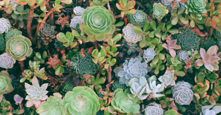 Unsplash