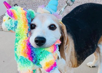 Instagram | @obese_beagle