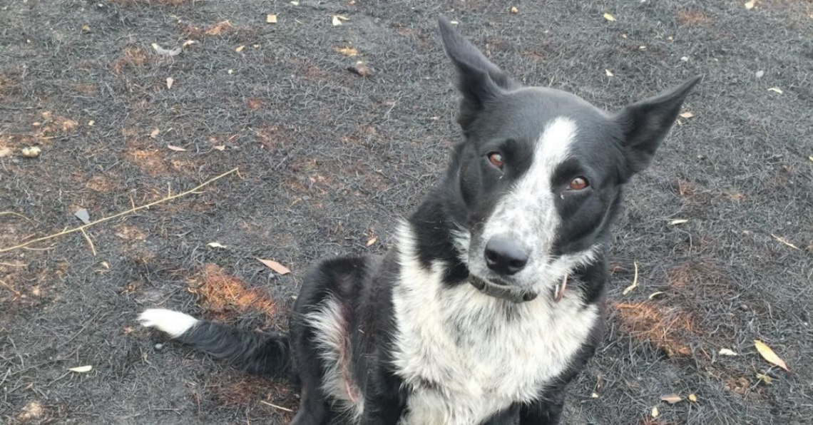 Instagram | @patsythecorryongwonderdog
