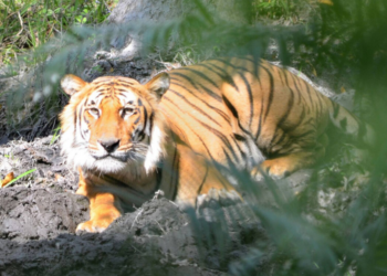 Facebook | Ranthambore National Park