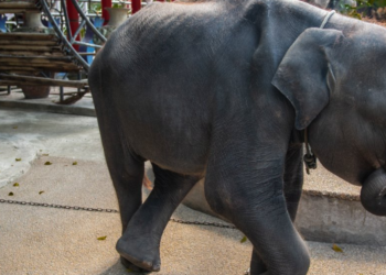 Facebook | Moving Animals