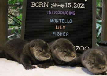 Facebook | Henry Vilas Zoo