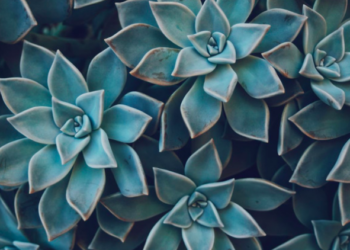 Unsplash