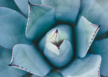 Unsplash