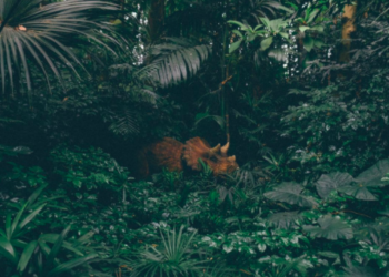 Unsplash