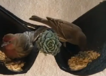 Facebook | Succulent Container Gardens