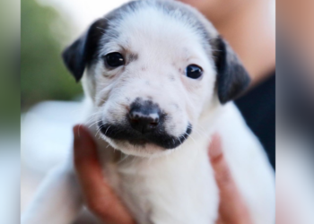 Instagram | @heartsandbonesrescue