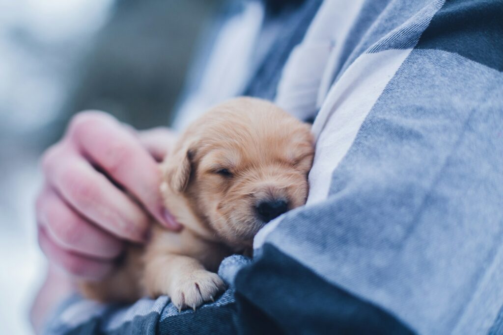 shallow focus photography of brown puppy being held by a man during daytime