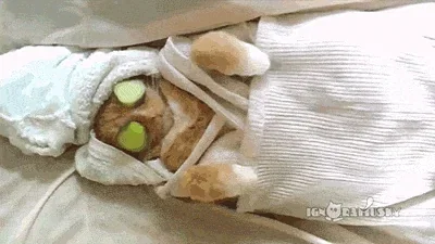 A gif of an orange cat wrapped in a white towel at a pretend spa
