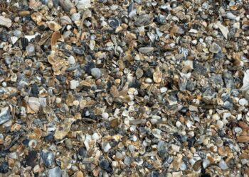 a beach full of seashells