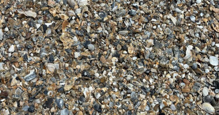 a beach full of seashells