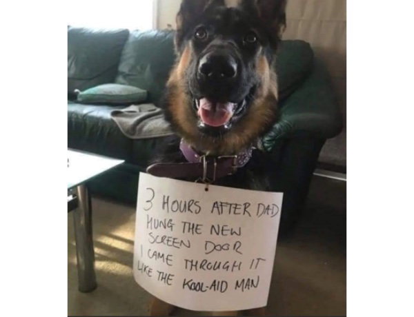 a dog with a sign taped to his collar that says “3 hours after dad hung the new screen door i came through it like the kool-aid man”