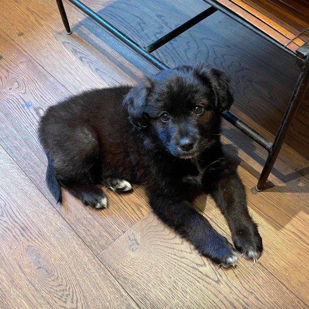 Lily Allen's puppy Mary via Instagram