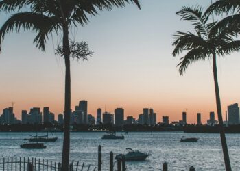 silhouette of palm trees near body of water during sunset
