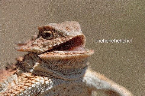 hehehehehe iguana gif
